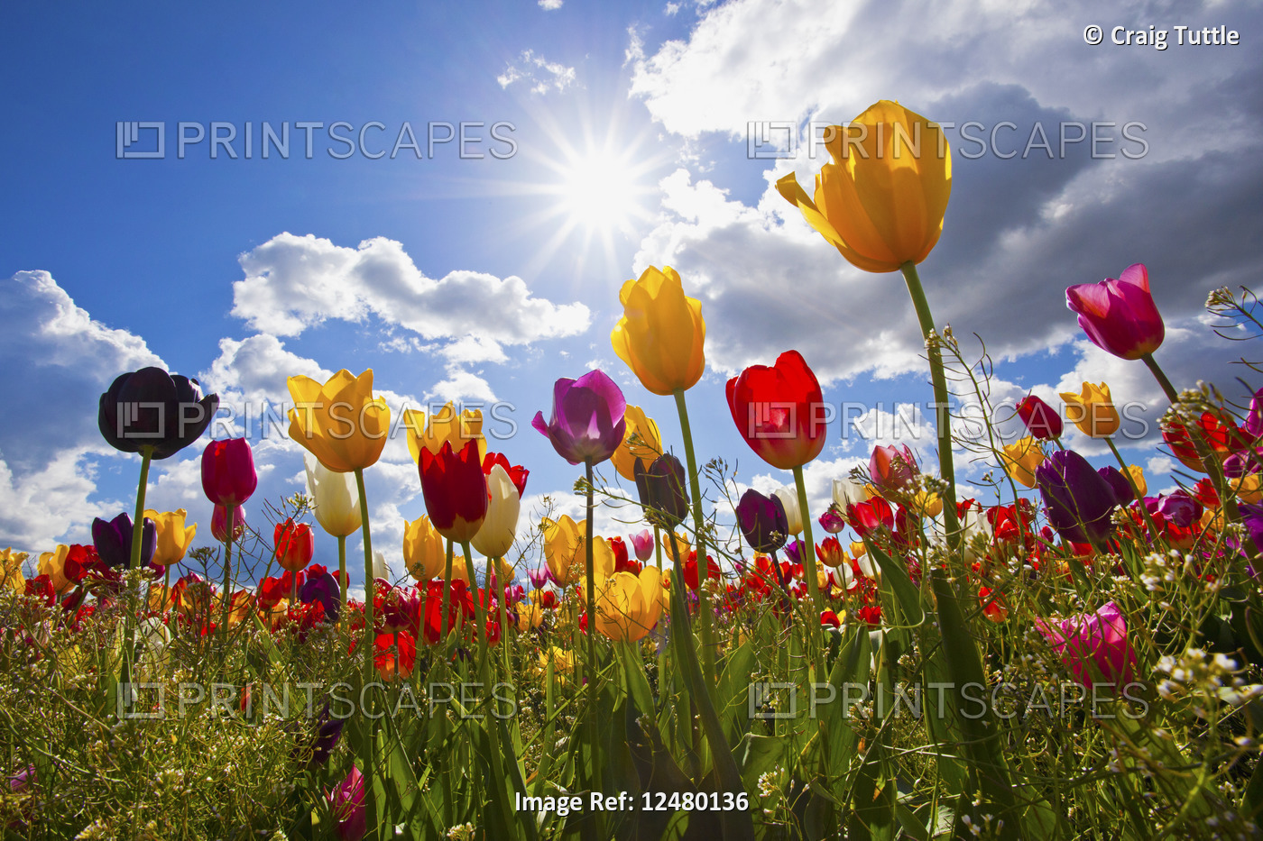  tulip field, Wooden Shoe Tulip Farm, Woodburn Oregon, United States. have ...