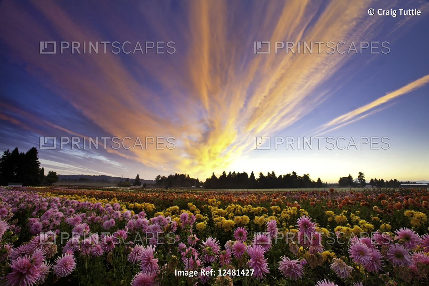 beautiful sunrise over Dahlia fields, Canby, Oregon, Pacific Northwest. United ...