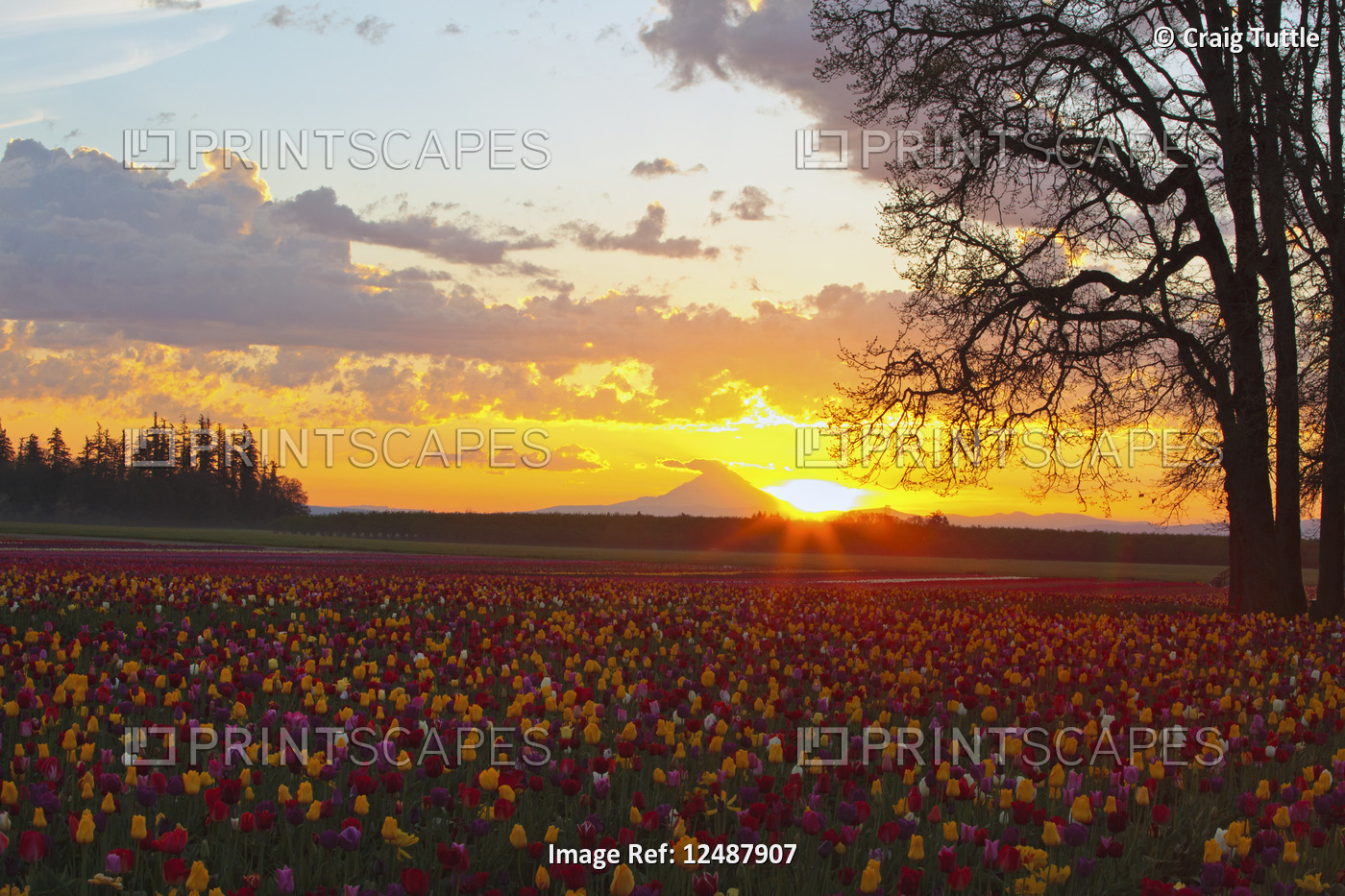 beautiful sunrise over tulipfield and Mt. Hood, Wooden Shoe Tulips Farm, ...