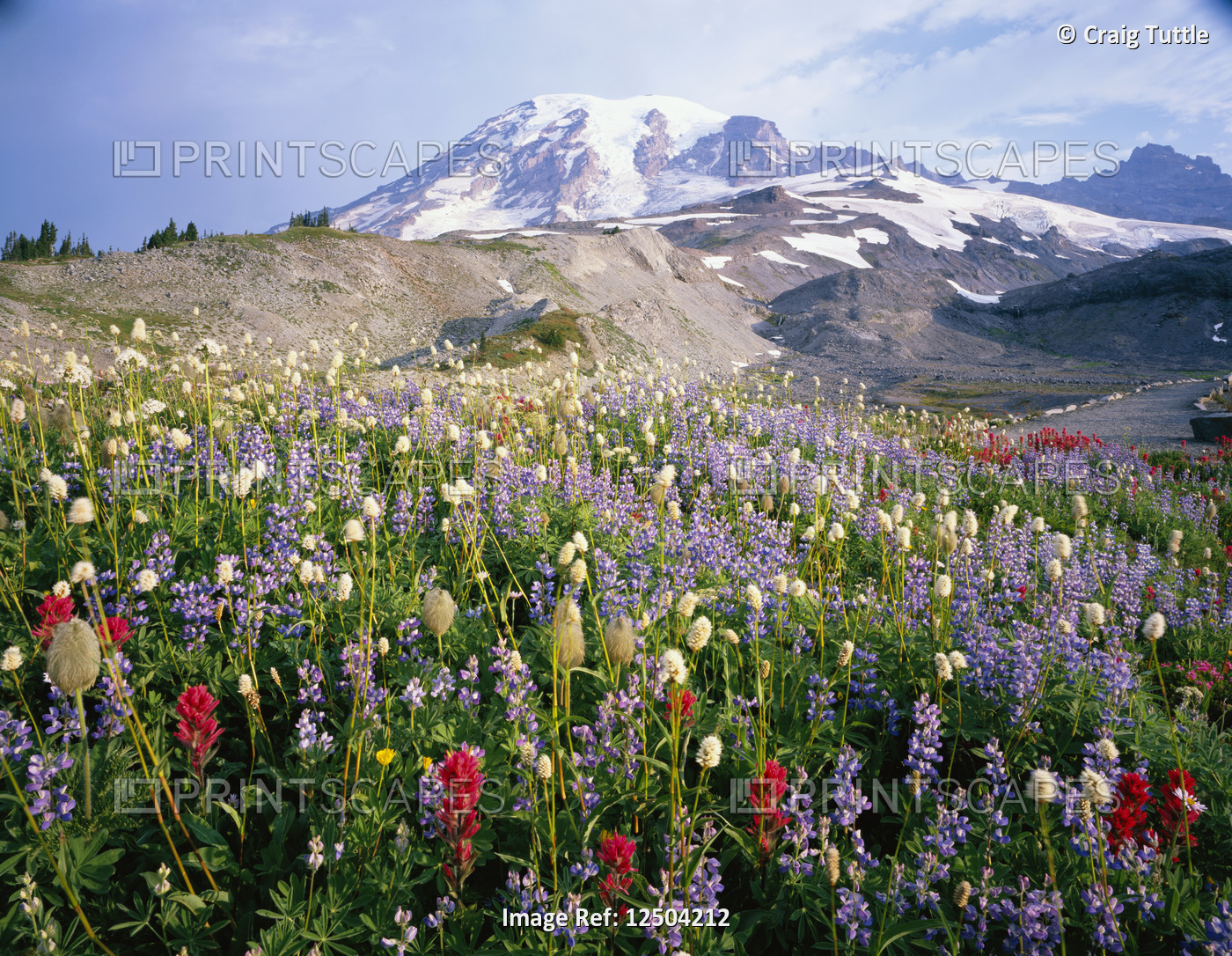 Wildflowers in Bloom by Mount Rainier