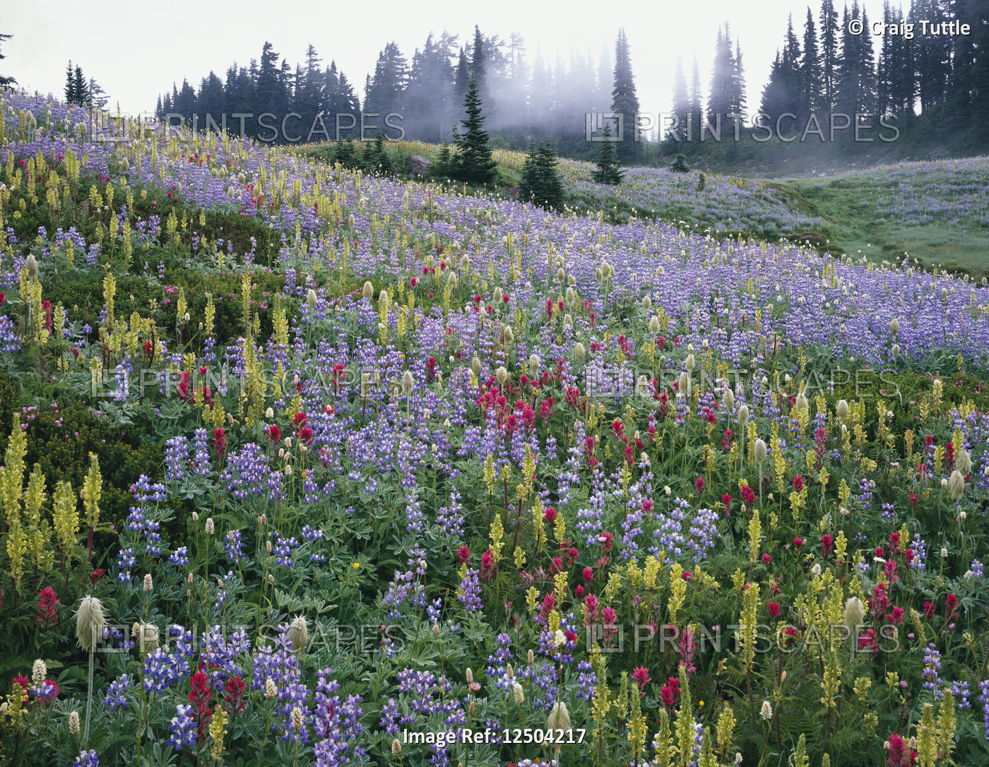 Wildflowers in Bloom on Mount Rainier