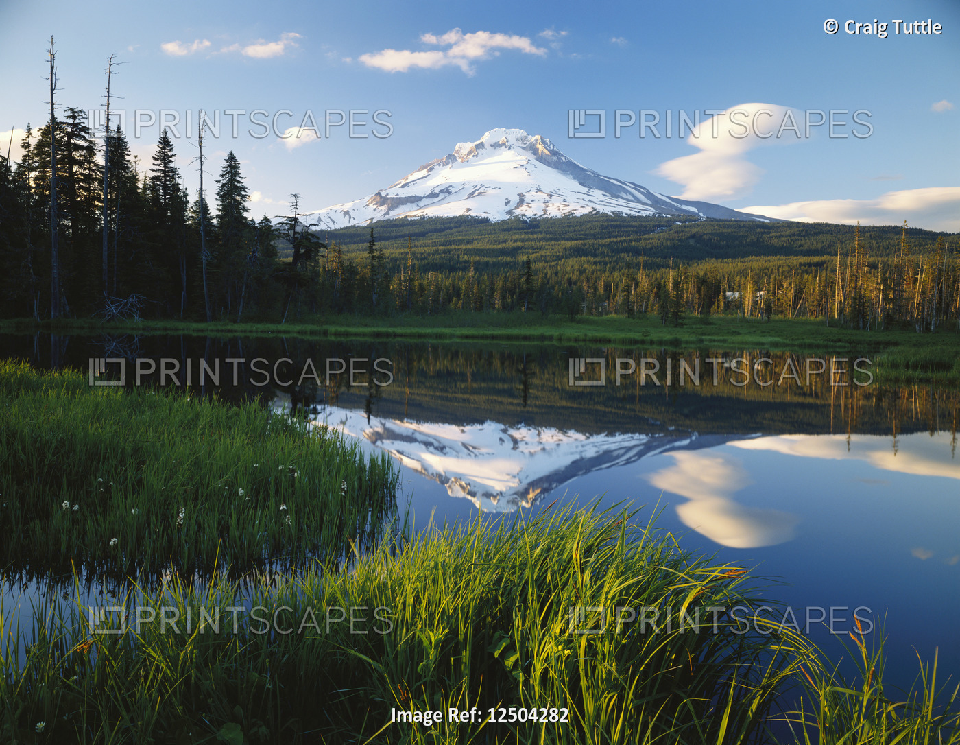 Mount Hood Reflected in Beaver Pond