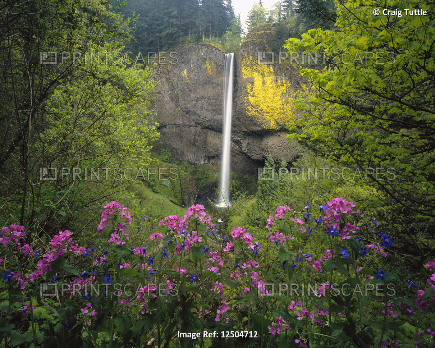 Flowers Blooming at Base of Waterfall