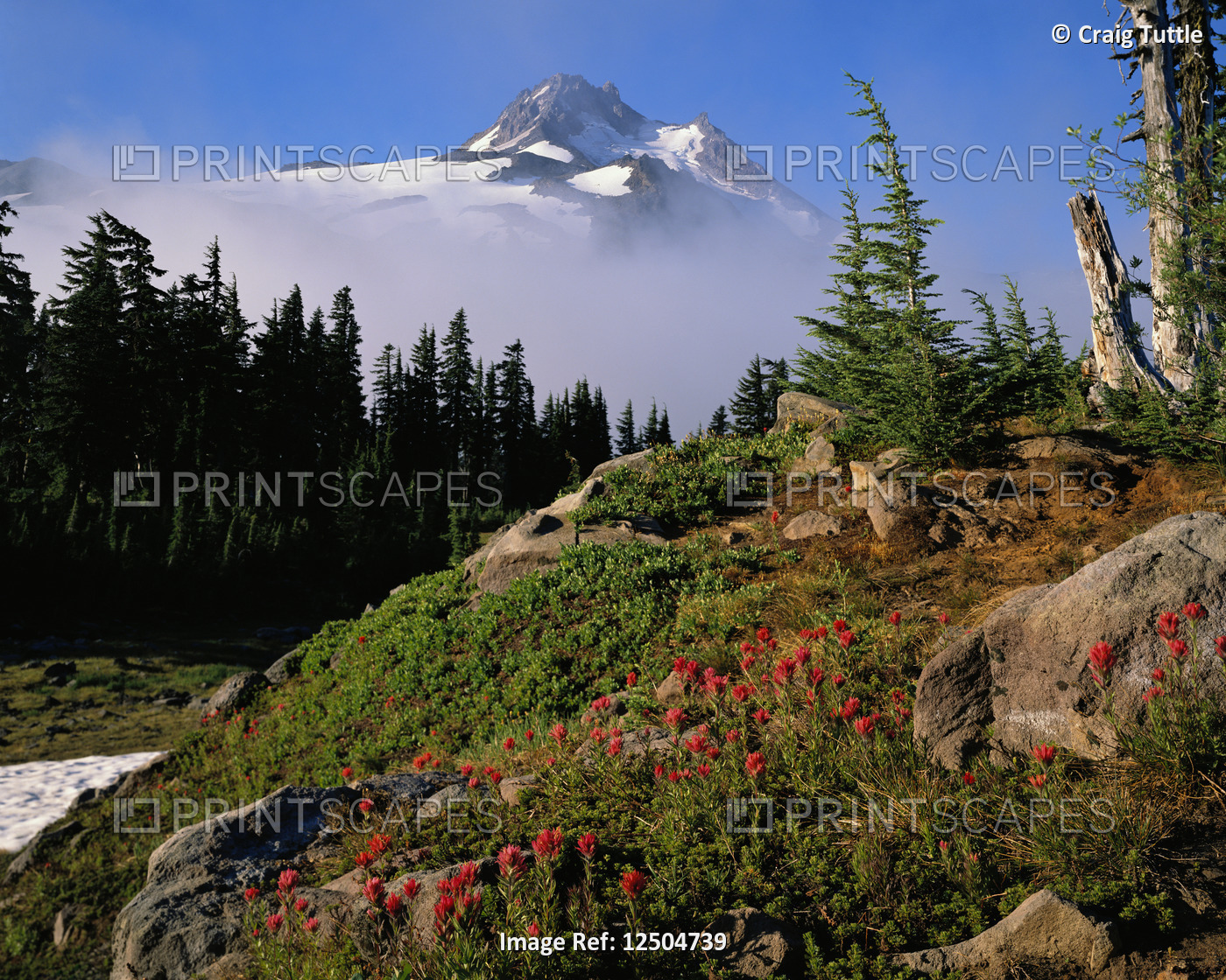 Blooming Indian Paintbrush at Mt. Jefferson
