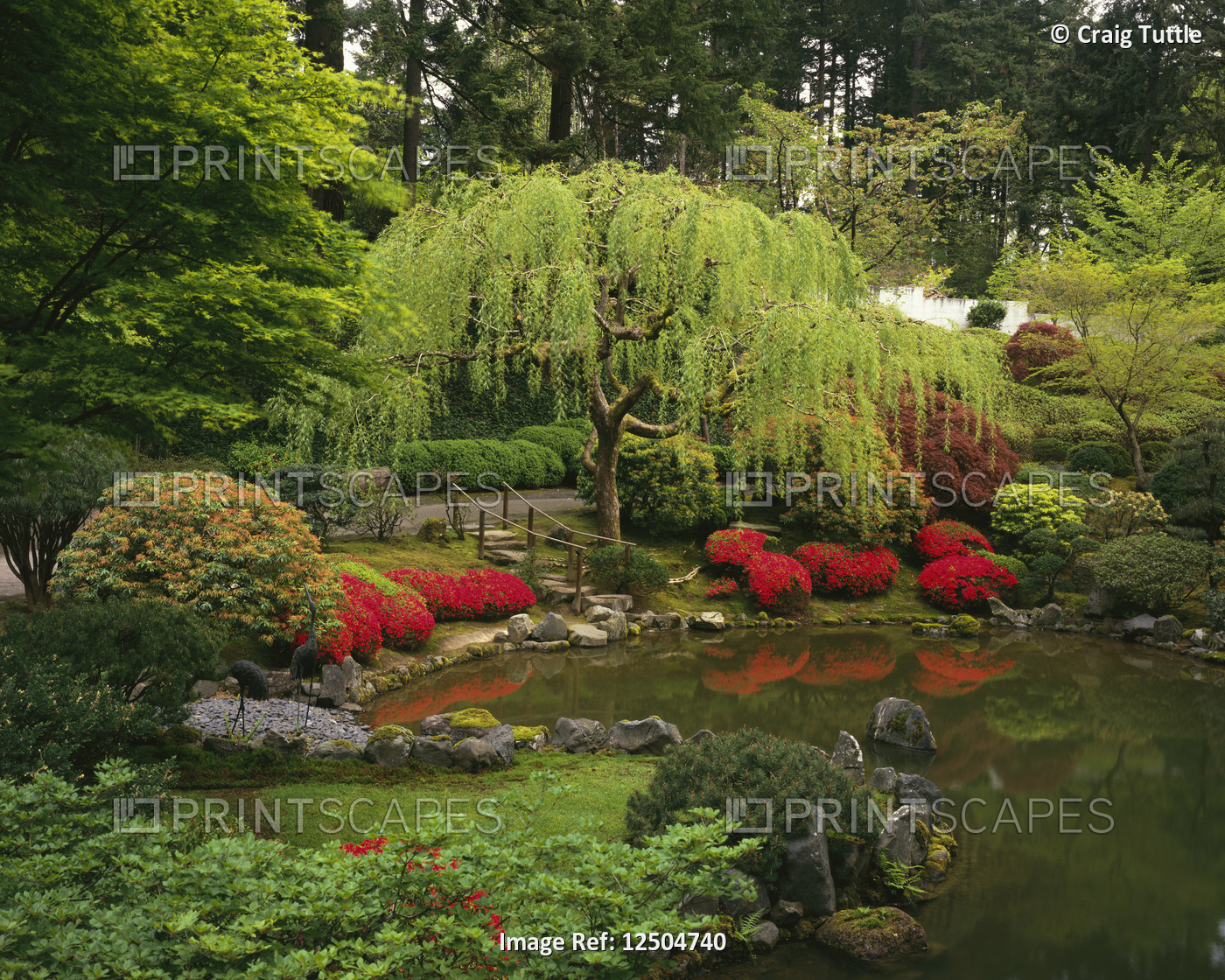 Japanese Garden in Spring